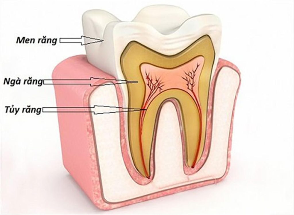 Chi Phí Chữa Tuỷ Răng 